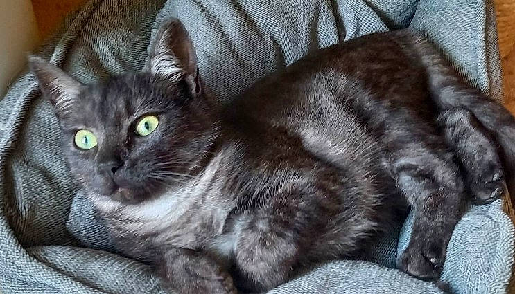 Izarra-tiago a rejoint le concours — aidez-le/la à gagner de superbes lots ! black_cat, carnivore, cat, claw, comfort, domestic_short_haired_cat, eye, felidae, fur, grey, paw, small_to_medium_sized_cats, snout, tail, whiskers