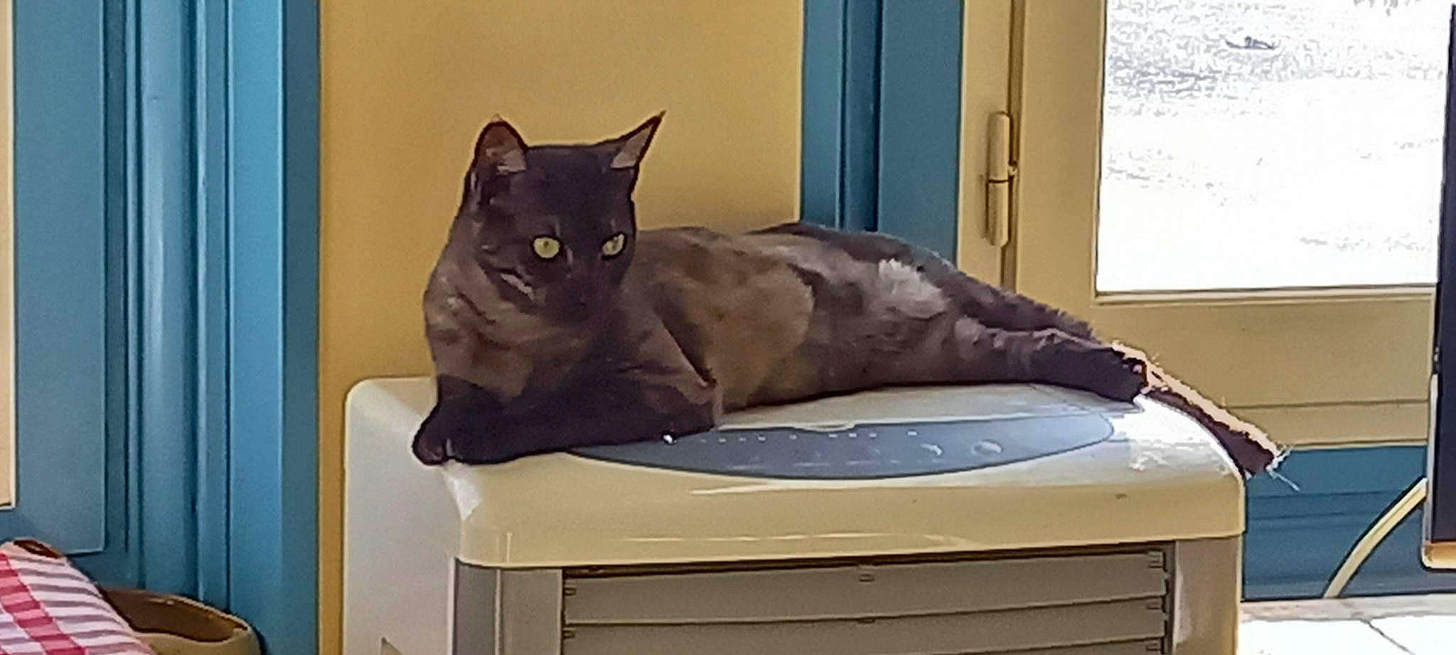 Izarra-tiago participe au concours pour gagner de l'argent avec cette photo : bed, black_cat, carnivore, cat, cat_supply, comfort, domestic_short_haired_cat, door, fawn, felidae, fur, grey, hardwood, output_device, room, small_to_medium_sized_cats, tail, whiskers, window, wood