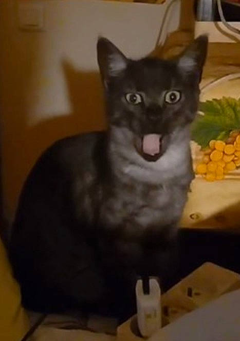 Izarra-tiago participe au concours pour gagner de l'argent avec cette photo : black_cat, bombay, carnivore, cat, cat_furniture, cat_supply, domestic_short_haired_cat, eye, fang, felidae, fur, korat, natural_foods, small_to_medium_sized_cats, snout, tail, whiskers, window