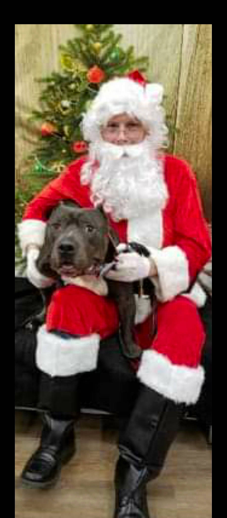 Duke joined the competition — help win amazing prizes! beard, christmas, christmas_eve, companion_dog, dog, dog_supply, event, facial_hair, fictional_character, fur, happy, hat, holiday, human_body, interior_design, lap, santa_claus, sitting, sleeve, vertebrate