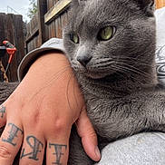 Newski joined the competition — help win amazing prizes! cat, gray_cat, green_eyes, hand, tattoo, fence, outdoor, sky, wooden_fence, person, pet, animal, fur, closeup, resting, comfort, nature, daytime, portrait, whiskers