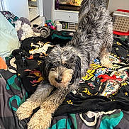 Lily joined the competition — help win amazing prizes! dog, bed, blanket, stretching, curly_hair, indoor, pet, colorful, toy, furniture, room, cozy, animal, looking, playful, relaxed, household_items, tank, carpet, soft