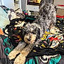 dog, bed, blanket, stretching, curly_hair, indoor, pet, colorful, toy, furniture, room, cozy, animal, looking, playful, relaxed, household_items, tank, carpet, soft