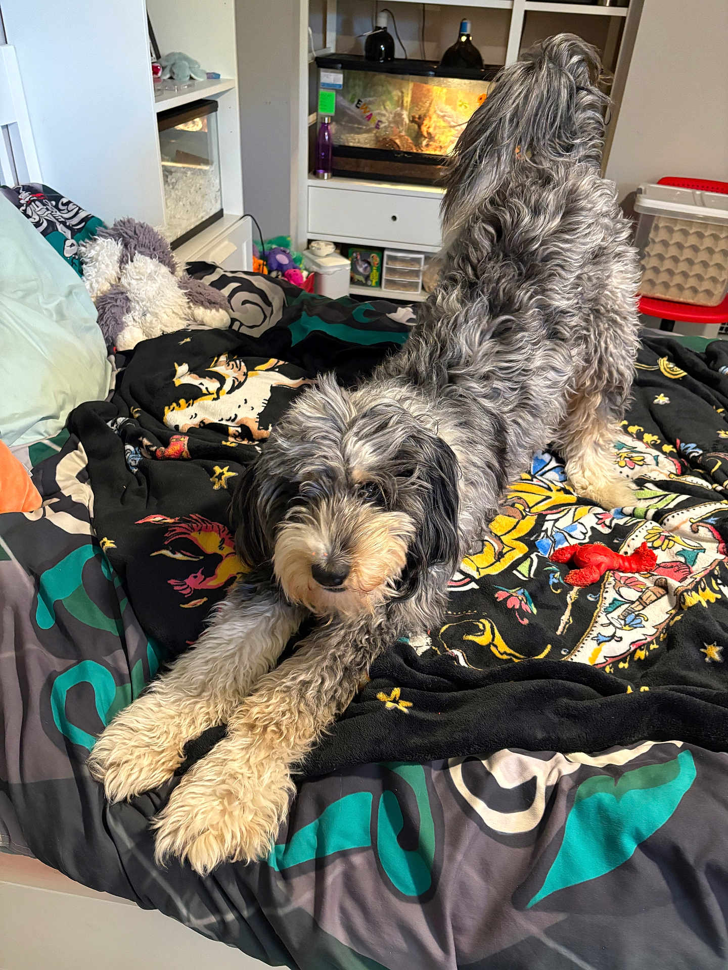 Lily joined the competition — help win amazing prizes! dog, bed, blanket, stretching, curly_hair, indoor, pet, colorful, toy, furniture, room, cozy, animal, looking, playful, relaxed, household_items, tank, carpet, soft