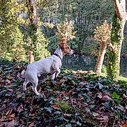 Végas participe au concours pour gagner de l'argent avec cette photo : alert, animal, canine, daylight, dog, forest, greenery, ivy, jack_russell_terrier, leaves, nature, outdoor, park, river, scenery, standing, sunlight, trees, water, wildlife