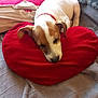 Végas a rejoint le concours — aidez-le/la à gagner de superbes lots ! animal, beagle, blanket, bulldog, canine, chihuahua, couch, cushion, dog, furniture, homedecor, hound, labradorretriever, linen, person, pet, pillow, pointer, puppy, sleeping