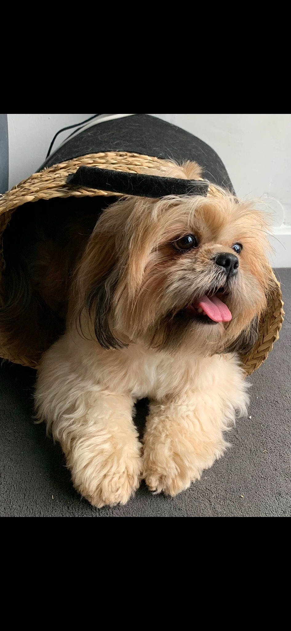 Angie a rejoint le concours — aidez-le/la à gagner de superbes lots ! canidae, carnivore, companion_dog, dog, dog_breed, dog_supply, fashion_accessory, fur, glasses, liver, mal_shi, maltepoo, shih_tzu, small_terrier, snout, sporting_group, sunglasses, terrier, toy_dog, working_animal