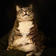 June a rejoint le concours — aidez-le/la à gagner de superbes lots ! cat, tabby, white_chest, sitting, wide_eyes, whiskers, indoor, dark_background, feline, pet, fur, cute, chubby, alert, portrait, animal, mammal, domestic_cat, paw, nose