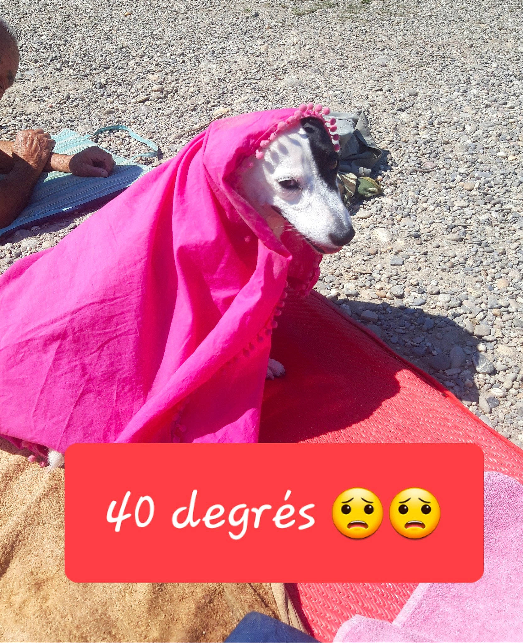 Gucci participe au concours pour gagner de l'argent avec cette photo : canidae, carnivore, dog, dog_clothes, italian_greyhound, photo_caption, pink, sighthound, toy_dog, whippet