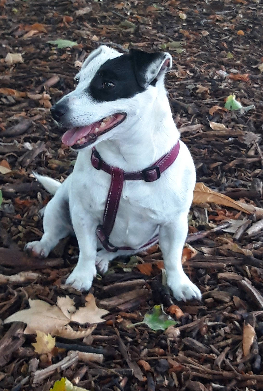 Gucci participe au concours pour gagner de l'argent avec cette photo : canidae, carnivore, danish_swedish_farmdog, dog, dog_breed, feist, jack_russell_terrier, mammal, rare_breed_dog, russell_terrier, snout, sporting_group, terrier, treeing_feist