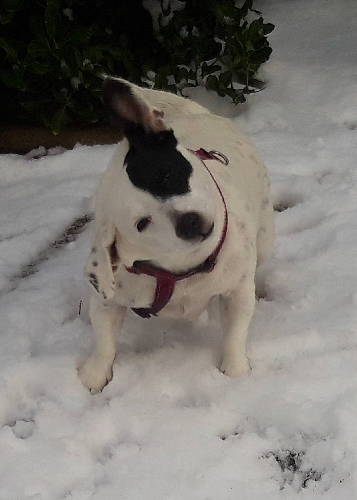 Gucci a rejoint le concours — aidez-le/la à gagner de superbes lots ! canidae, carnivore, dog, dog_breed, fawn, freezing, french_bulldog, mammal, non_sporting_group, snout, snow, sporting_group, tail, winter