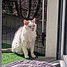 cat, white_cat, sitting, outdoor, sunlight, fence, artificial_grass, door, blanket, purple_blanket, pet, animal, fur, whiskers, ears, tail, concrete, shadow, nature, relaxing