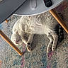 cat, sleeping, fur, white_cat, carpet, patterned_rug, table, wooden_legs, indoor, pet, cozy, resting, animal, paw, tail, floor, home, relaxation, cute, domestic
