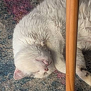 Neige participe au concours pour gagner de l'argent avec cette photo : animal, carpet, cat, closeup, cozy, cute, domestic_cat, feline, fur, home, indoor, pattern, pet, quiet, relaxing, resting, sleeping, table_leg, white_cat, wood