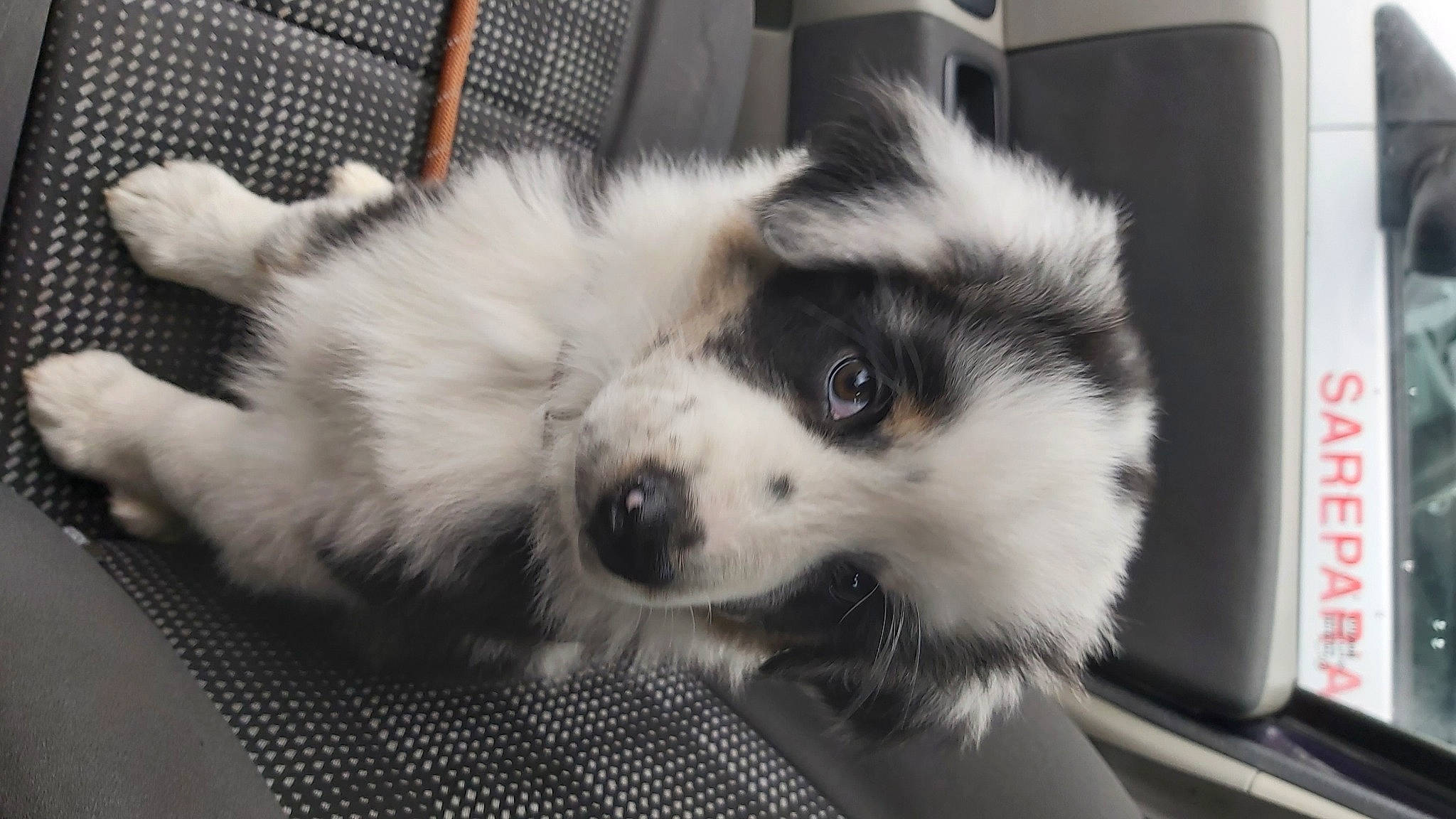 Snowy participe au concours pour gagner de l'argent avec cette photo : ancient_dog_breeds, canidae, carnivore, companion_dog, dog, dog_breed, dog_supply, fur, german_spitz_klein, herding_dog, mesh, puppy, snout, sporting_group, terrestrial_animal, toy_dog, volpino_italiano, whiskers, working_animal, working_dog