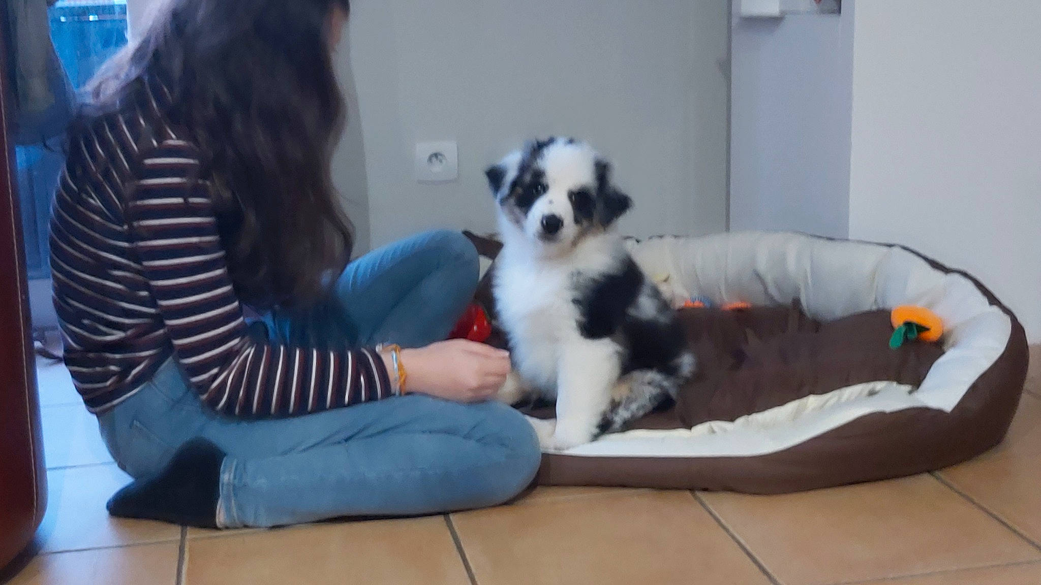 Snowy a rejoint le concours — aidez-le/la à gagner de superbes lots ! canidae, carnivore, chair, comfort, companion_dog, denim, dog, dog_breed, dog_supply, fawn, felidae, flooring, foot, fur, human_leg, knee, sitting, sporting_group, thigh, toy_dog