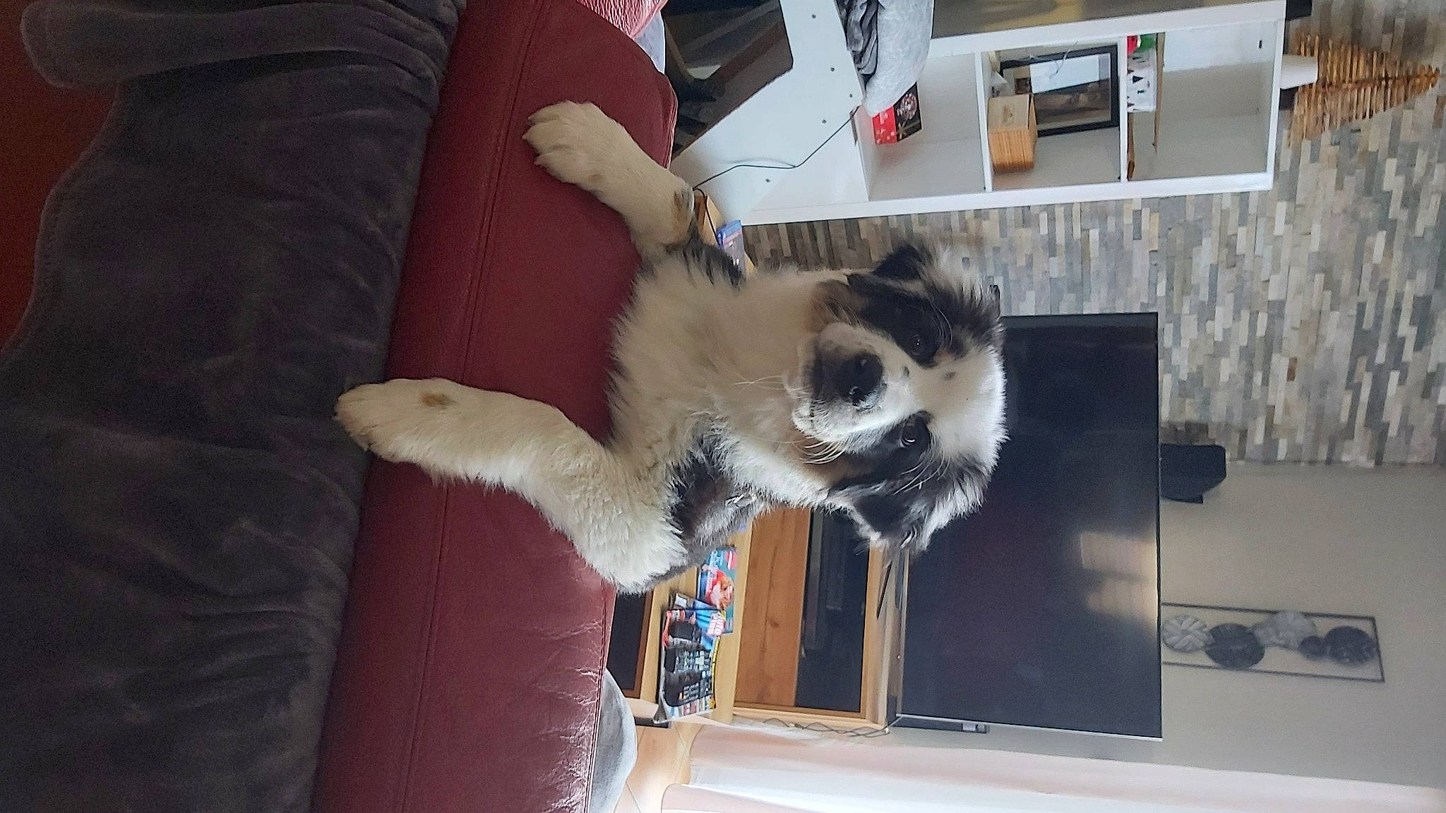 Snowy a rejoint le concours — aidez-le/la à gagner de superbes lots ! carnivore, cat, companion_dog, dog_breed, domestic_short_haired_cat, fawn, felidae, fur, jaw, kitchen_appliance, mammal, natural_material, paw, room, small_to_medium_sized_cats, snout, tail, terrestrial_animal, whiskers, wildlife