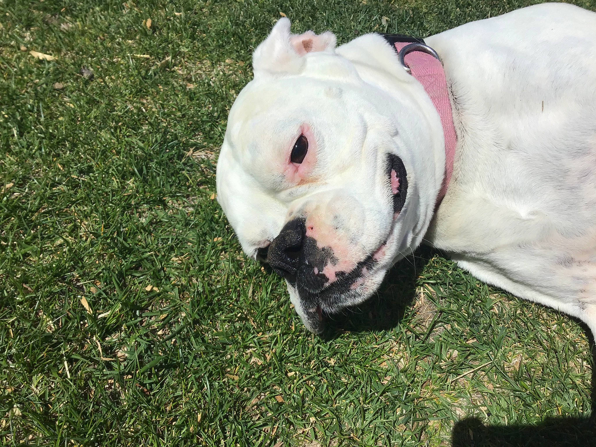 Dora is registered to the contest to win money with this photo: american_bulldog, australian_bulldog, bulldog, canidae, carnivore, cordoba_fighting_dog, dog, dog_breed, dogo_argentino, dogo_guatemalteco, dorset_olde_tyme_bulldogge, grass, mammal, non_sporting_group, old_english_bulldog, olde_english_bulldogge, snout, valley_bulldog, vertebrate, white_english_bulldog