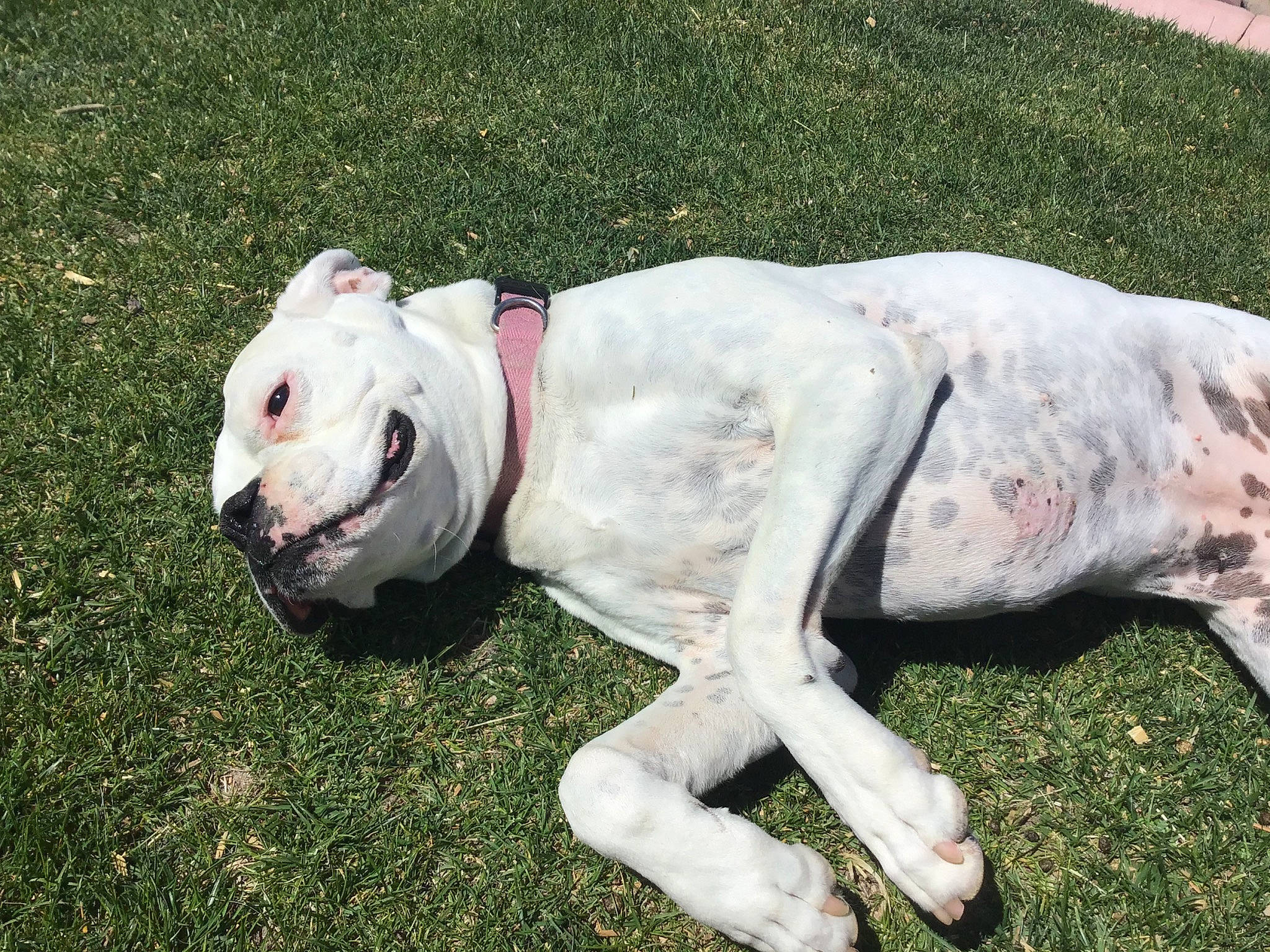 Dora is registered to the contest to win money with this photo: american_bulldog, australian_bulldog, bulldog, canidae, carnivore, cordoba_fighting_dog, dog, dog_breed, dogo_argentino, dogo_guatemalteco, dorset_olde_tyme_bulldogge, grass, mammal, non_sporting_group, old_english_bulldog, olde_english_bulldogge, snout, valley_bulldog, vertebrate, white_english_bulldog