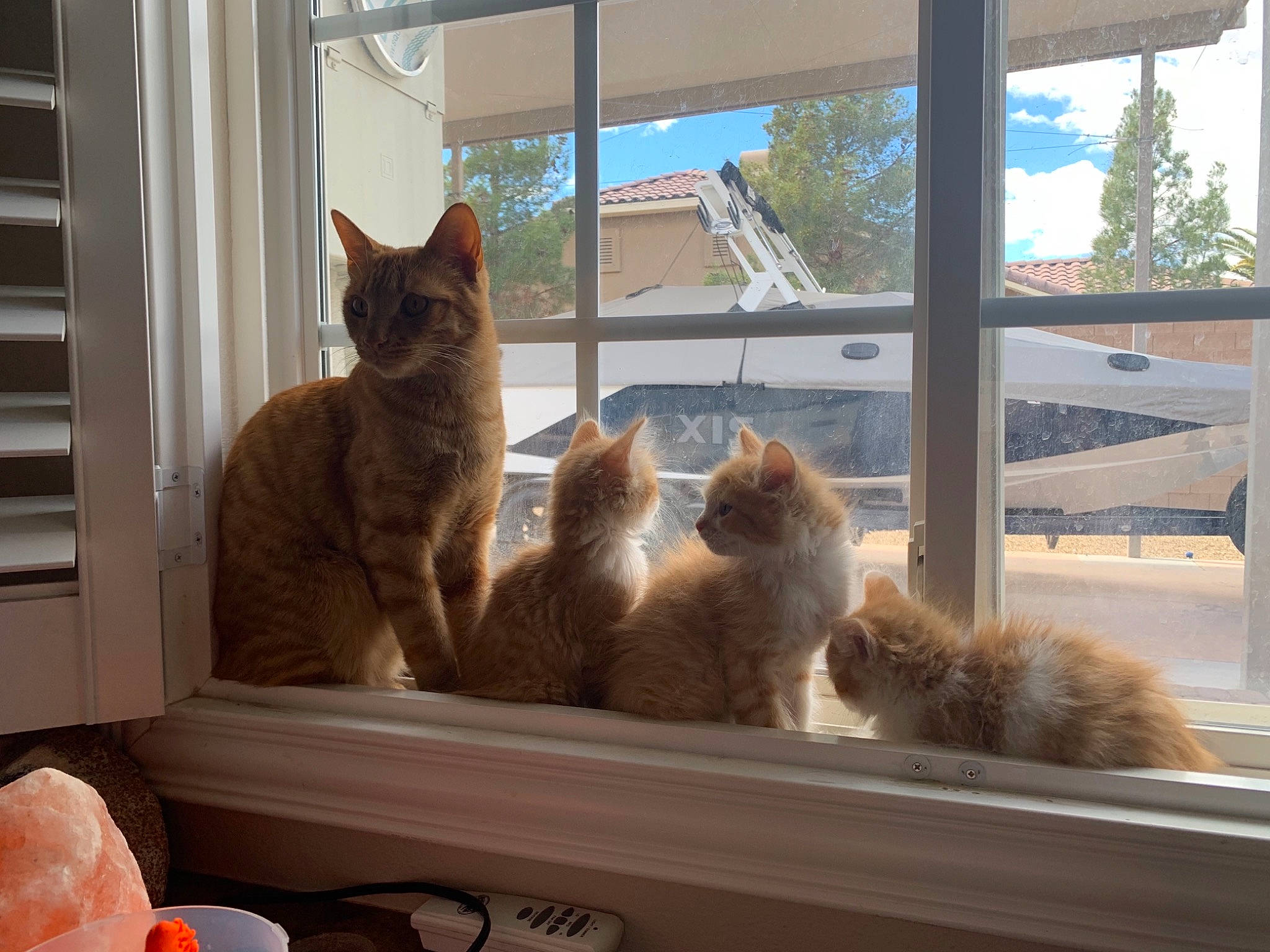 Frenchyfrie joined the competition — help win amazing prizes! building, carnivore, cat, fawn, felidae, house, mammal, plant, shade, sky, small_to_medium_sized_cats, sunlight, tail, toy, tree, vertebrate, whiskers, window, window_blind, wood