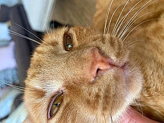 Frenchyfrie joined the competition — help win amazing prizes! beige, brown, carnivore, cat, close_up, domestic_short_haired_cat, facial_expression, fawn, felidae, fur, iris, liver, organ, organism, photography, small_to_medium_sized_cats, snout, terrestrial_animal, vertebrate, whiskers