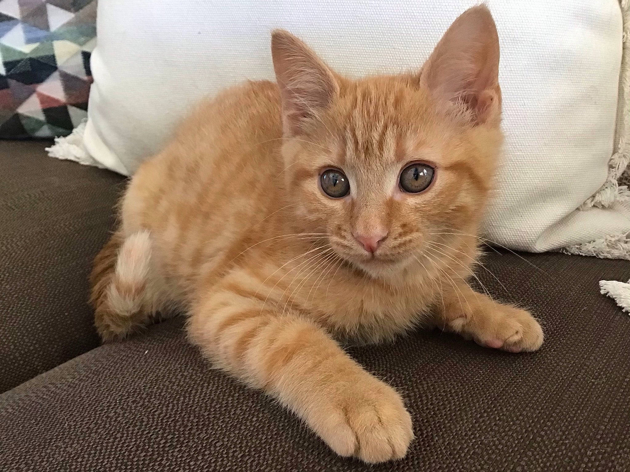 French Fry joined the competition — help win amazing prizes! aegean_cat, arabian_mau, asian, asian_semi_longhair, australian_mist, carnivore, cat, domestic_short_haired_cat, european_shorthair, fawn, felidae, german_rex, kitten, mammal, ojos_azules, polydactyl_cat, small_to_medium_sized_cats, tabby_cat, vertebrate, whiskers