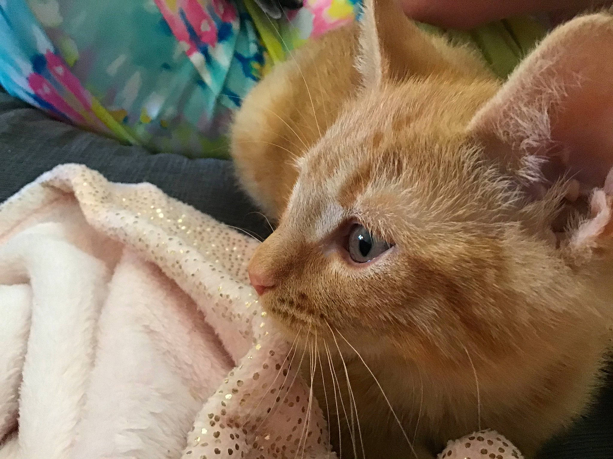 French Fry joined the competition — help win amazing prizes! asian, carnivore, cat, domestic_short_haired_cat, ear, fawn, felidae, fur, german_rex, kitten, mammal, munchkin, ojos_azules, singapura, small_to_medium_sized_cats, snout, whiskers