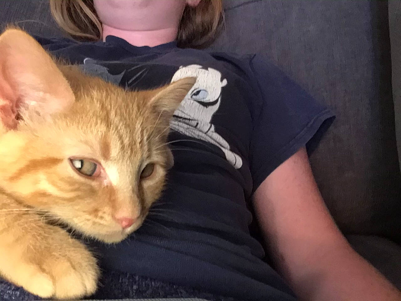 French Fry joined the competition — help win amazing prizes! aegean_cat, asian, carnivore, cat, domestic_short_haired_cat, ear, european_shorthair, eye, felidae, german_rex, kitten, mammal, ojos_azules, oriental_longhair, polydactyl_cat, small_to_medium_sized_cats, snout, tabby_cat, vertebrate, whiskers