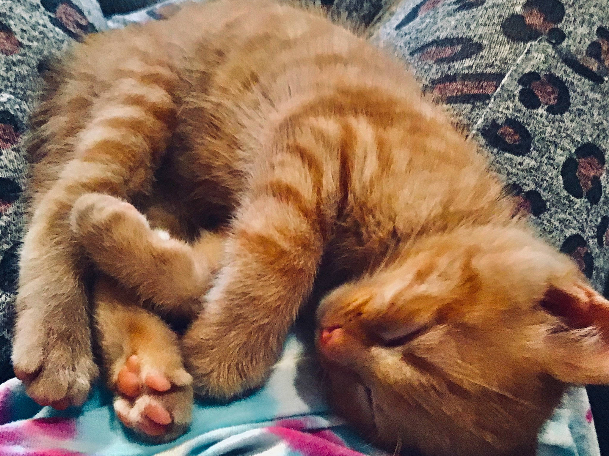 French Fry is registered to the contest to win money with this photo: carnivore, cat, claw, european_shorthair, fawn, felidae, fur, mammal, nap, nose, paw, sleep, small_to_medium_sized_cats, snout, somali, tabby_cat, tail, whiskers