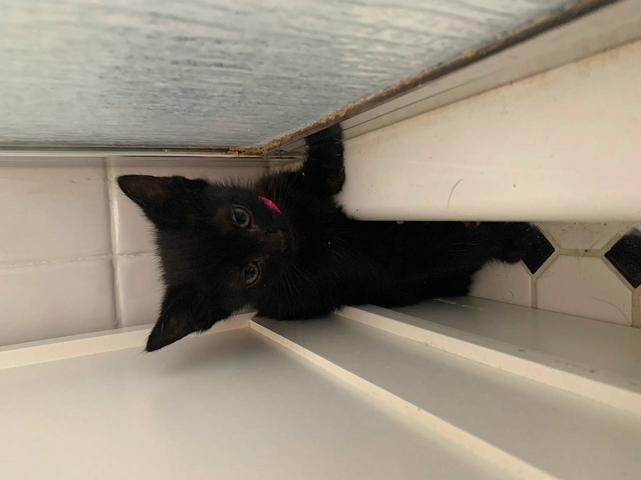 Roxy joined the competition — help win amazing prizes! black, black_cat, carnivore, cat, ear, felidae, fur, kitten, room, small_to_medium_sized_cats, tail, whiskers, window