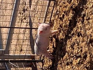 Sapphire joined the competition — help win amazing prizes! adaptation, ferret, mink, mustelinae, stoat, weasel