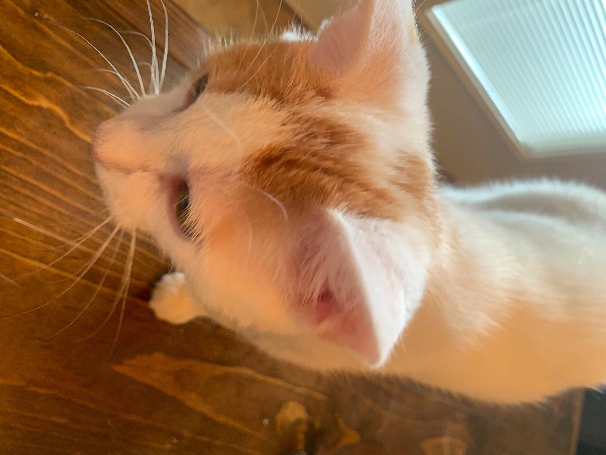 Stubs joined the competition — help win amazing prizes! bed, carnivore, cat, comfort, domestic_short_haired_cat, ear, fawn, felidae, flooring, fur, hardwood, human_leg, leg, paw, small_to_medium_sized_cats, snout, tail, whiskers, window, wood