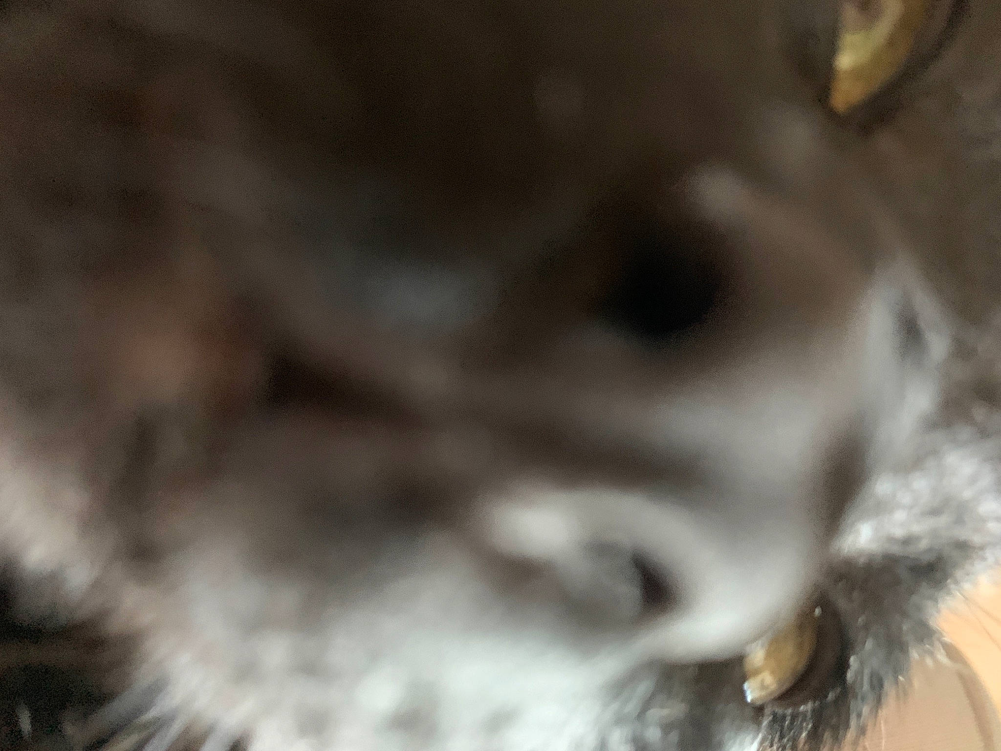 Noche is registered to the contest to win money with this photo: close_up, companion_dog, dog_breed, fur, snout, working_animal