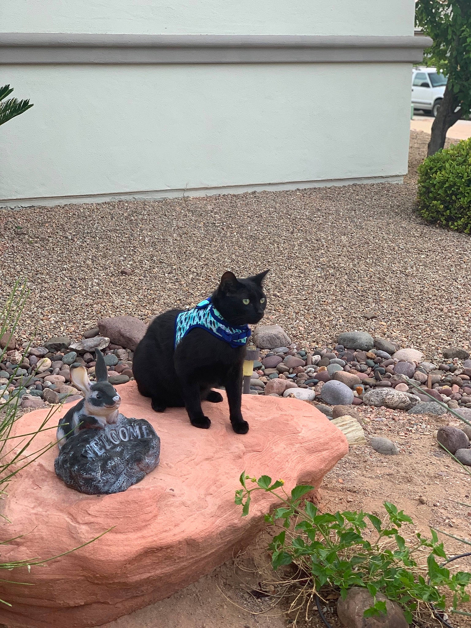 Noche is registered to the contest to win money with this photo: black_cat, bombay, carnivore, cat, concrete, felidae, groundcover, pebble, rock, rubble, shadow, shrub, small_to_medium_sized_cats, tail, whiskers, yard