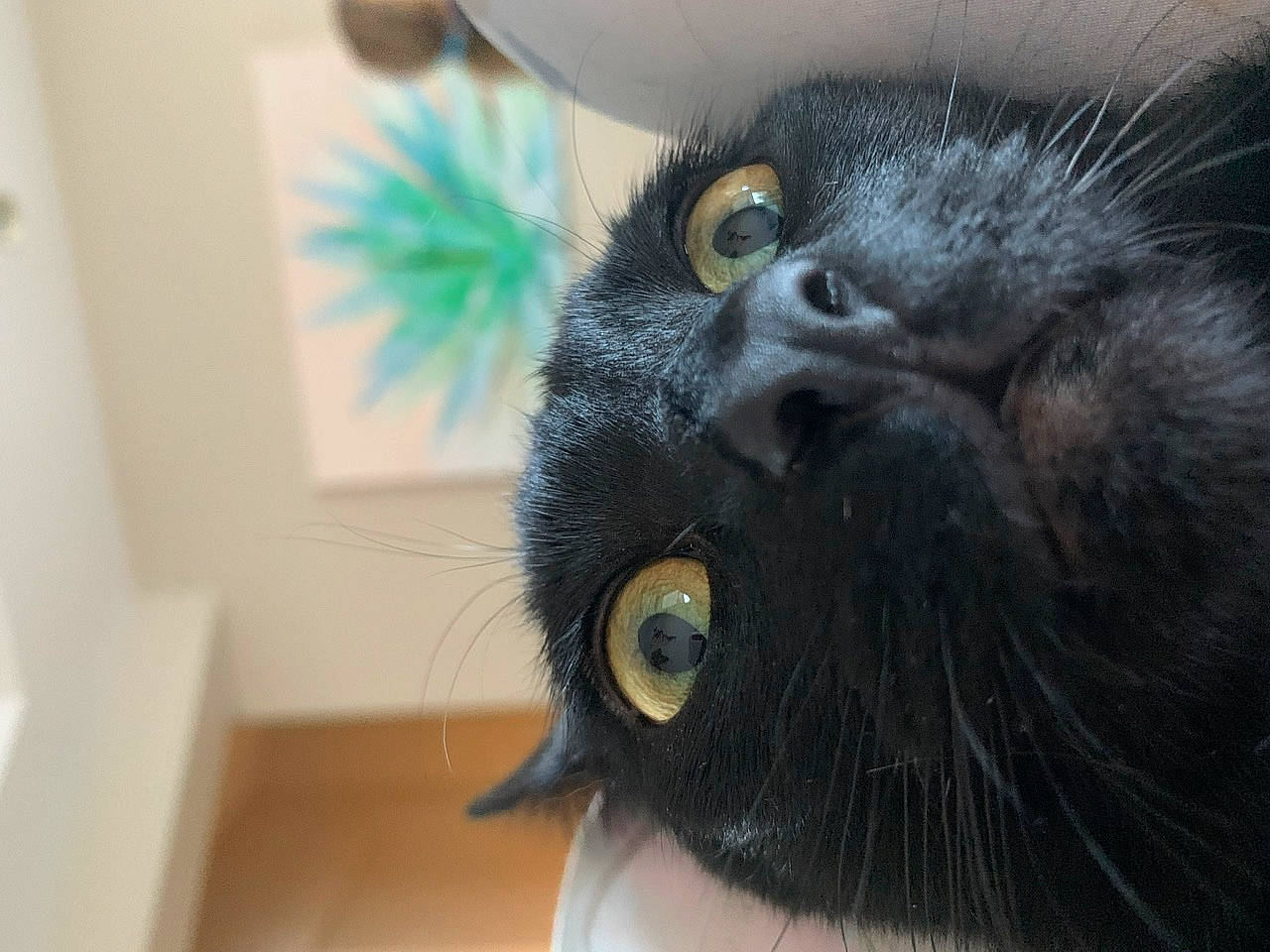 Noche joined the competition — help win amazing prizes! close_up, felidae, fur, iris, macro_photography, organ, primate, small_to_medium_sized_cats, snout, terrestrial_animal, vertebrate, whiskers, wildlife, zoo