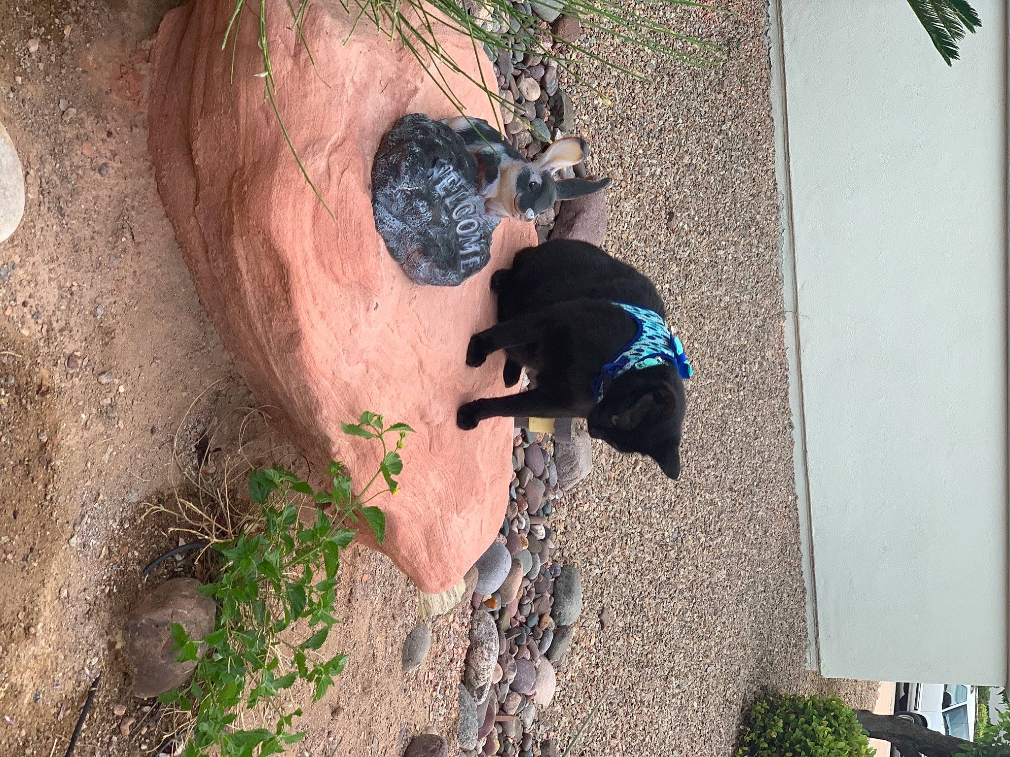 Noche joined the competition — help win amazing prizes! canidae, carnivore, companion_dog, dog, dog_breed, soil, sporting_group, working_animal