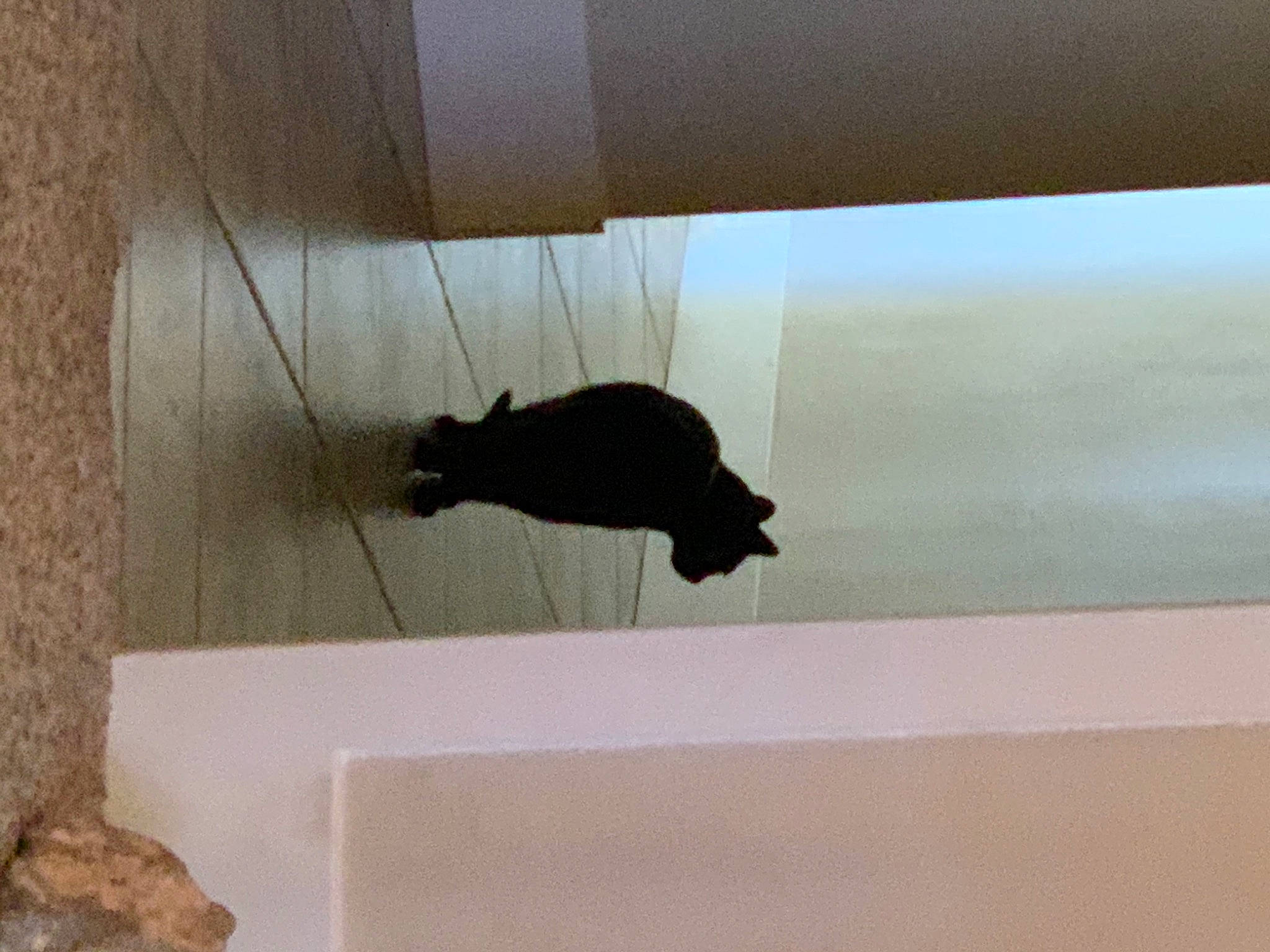 Noche joined the competition — help win amazing prizes! carnivore, cat, felidae, small_to_medium_sized_cats, snout, tail, tints_and_shades, vertebrate, whiskers