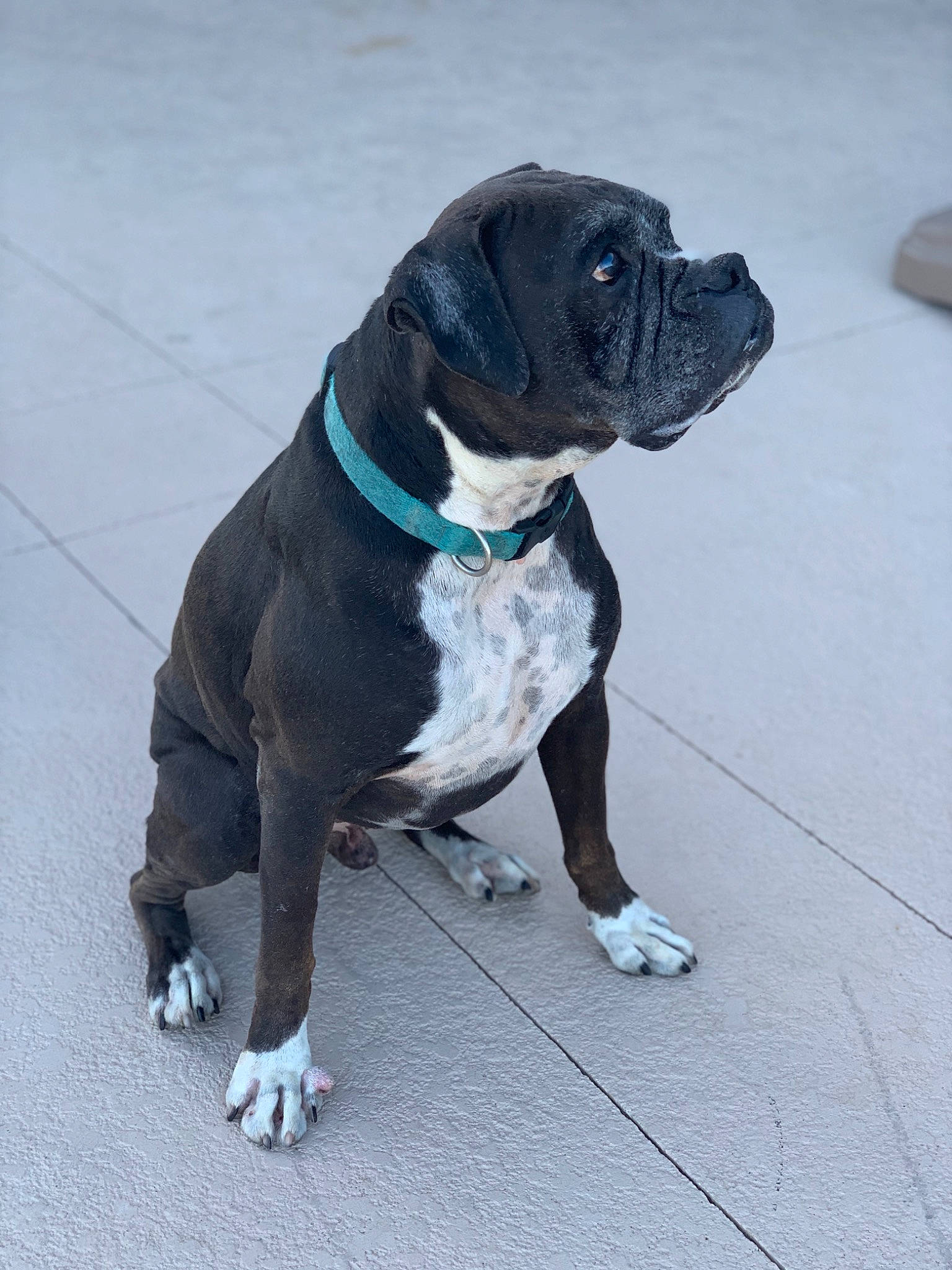 Blueberry joined the competition — help win amazing prizes! american_bulldog, american_pit_bull_terrier, bandog, boxer, bulldog, canidae, carnivore, companion_dog, dog, dog_breed, mammal, molosser, non_sporting_group, olde_english_bulldogge, rare_breed_dog, snout, sporting_group, staffordshire_bull_terrier, valley_bulldog, vertebrate