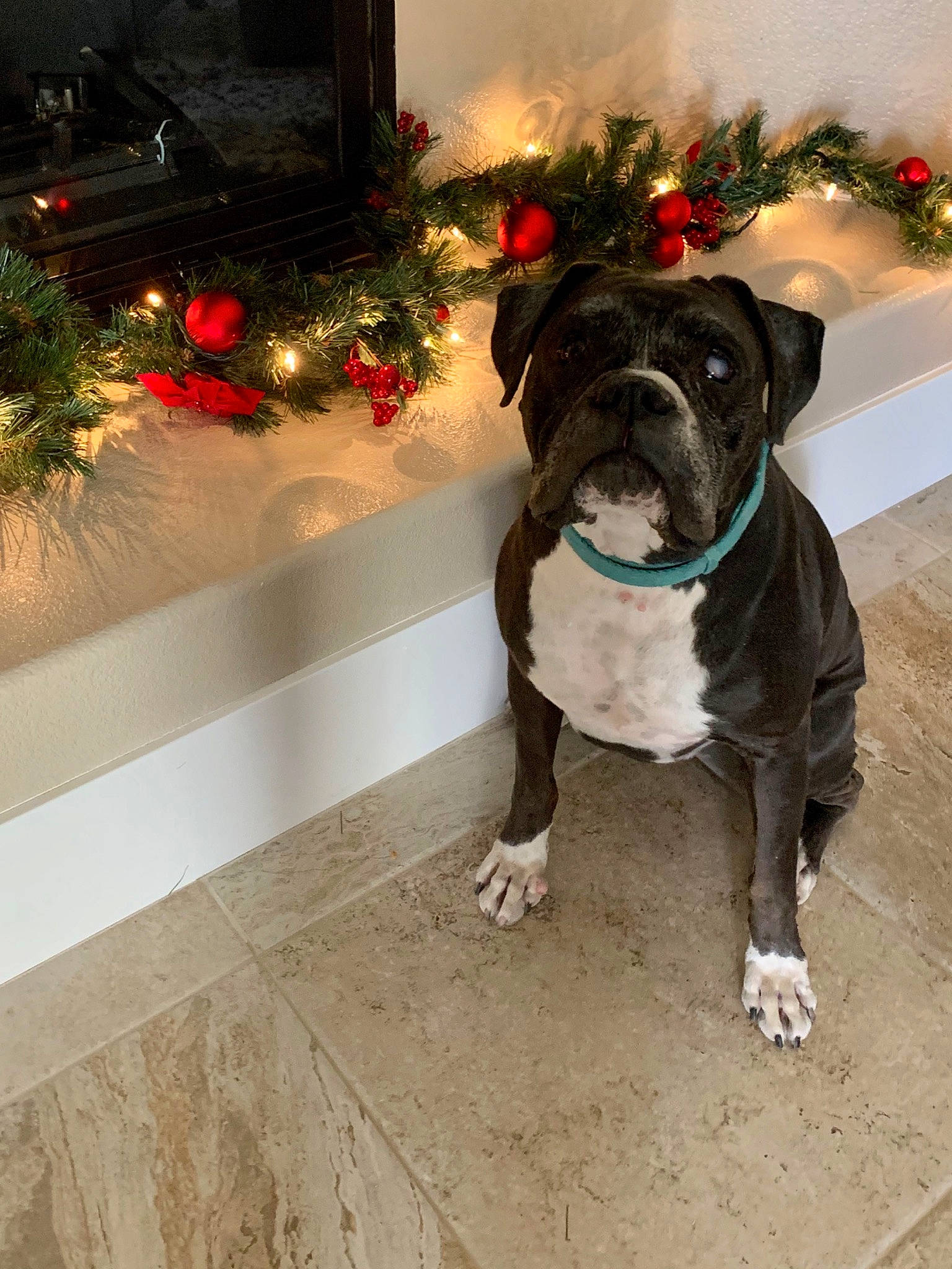 Blueberry is registered to the contest to win money with this photo: american_bulldog, american_pit_bull_terrier, canidae, carnivore, christmas, christmas_tree, companion_dog, dog, dog_breed, dog_collar, fawn, non_sporting_group, old_english_bulldog, olde_english_bulldogge, renascence_bulldogge, snout, sporting_group, staffordshire_bull_terrier, tree, valley_bulldog