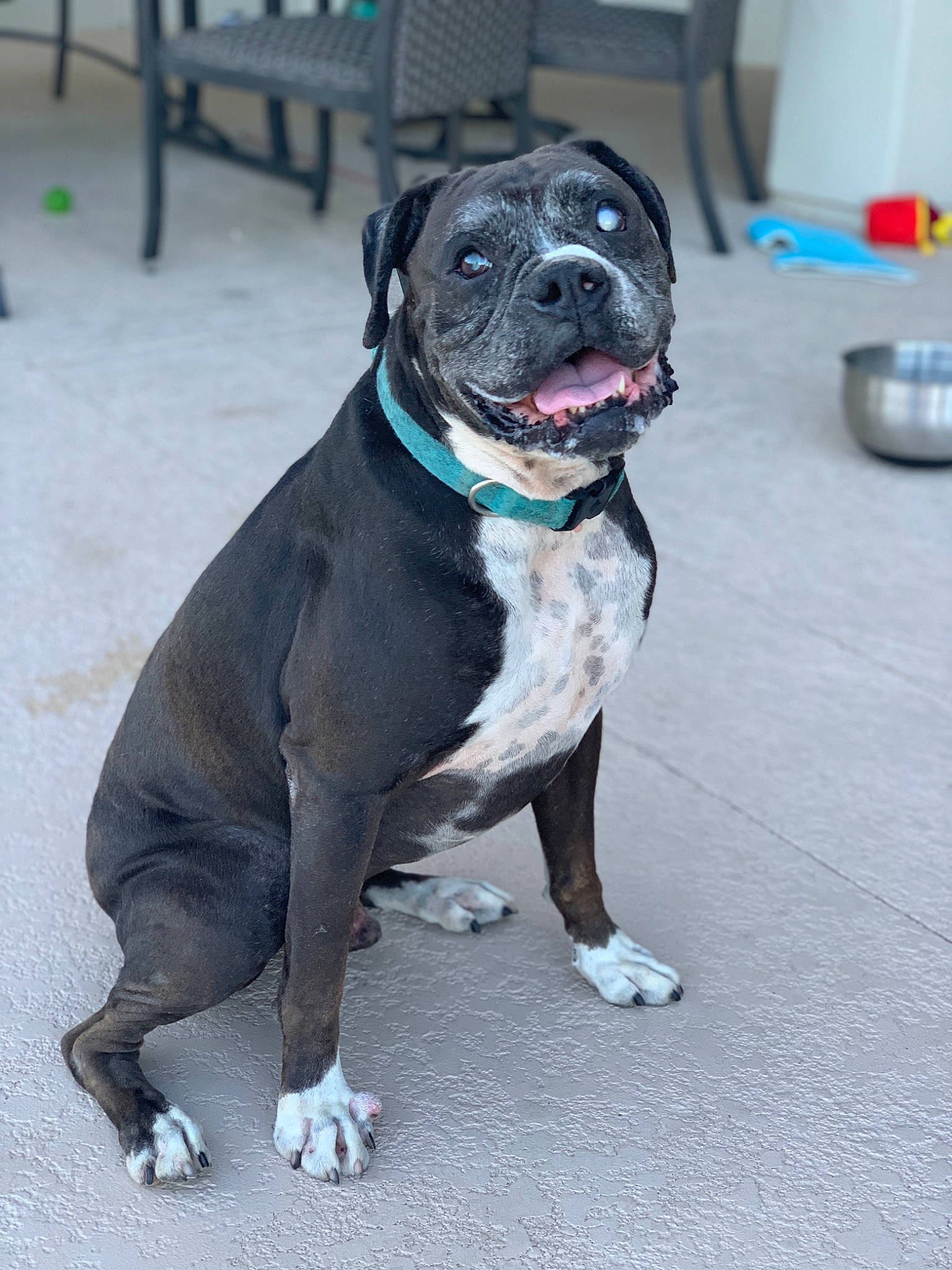 Blueberry joined the competition — help win amazing prizes! american_bulldog, american_pit_bull_terrier, american_staffordshire_terrier, bandog, canidae, carnivore, dog, dog_breed, fawn, mammal, molosser, non_sporting_group, pit_bull, rare_breed_dog, renascence_bulldogge, snout, sporting_group, staffordshire_bull_terrier, valley_bulldog, vertebrate