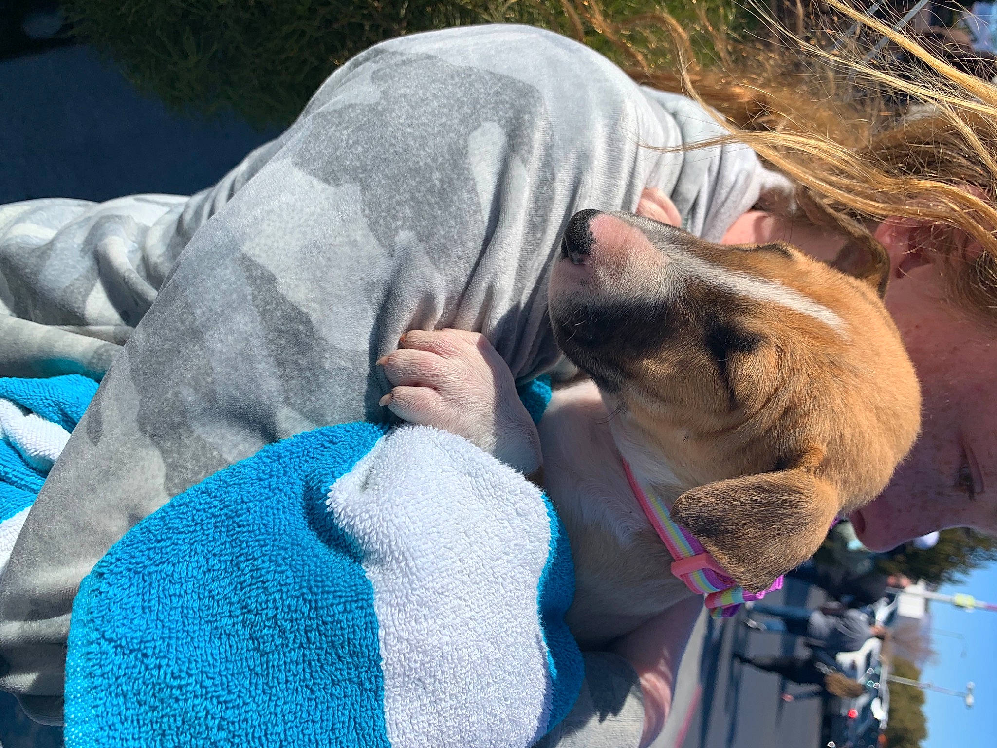 Roxy is registered to the contest to win money with this photo: blue, canidae, carnivore, collar, companion_dog, dog, dog_breed, dog_collar, electric_blue, fawn, fun, fur, grass, leash, leisure, recreation, sporting_group, sunglasses, working_animal, wrinkle