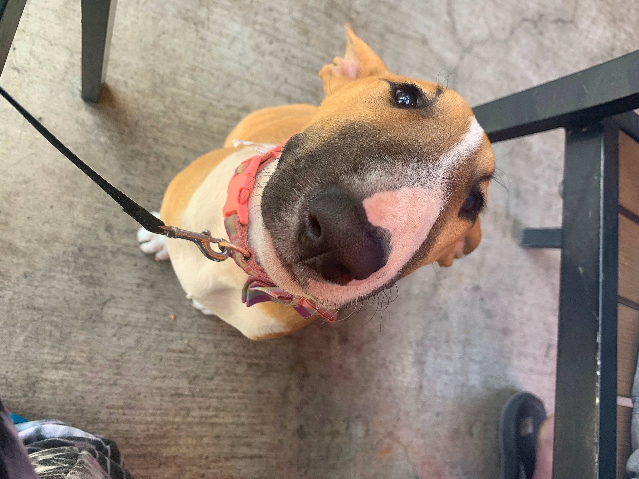 Roxy is registered to the contest to win money with this photo: canidae, carnivore, collar, companion_dog, dog, dog_breed, dog_collar, dog_supply, fawn, flooring, fur, leash, non_sporting_group, pet_supply, snout, sporting_group, working_animal