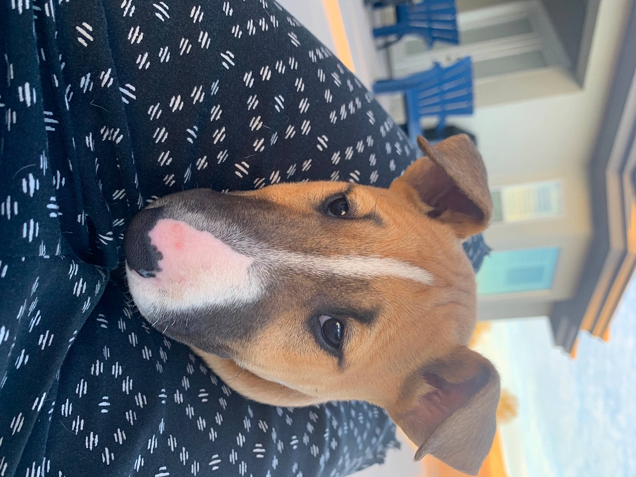 Roxy joined the competition — help win amazing prizes! canidae, cap, carnivore, collar, companion_dog, dog, dog_breed, dog_clothes, dog_supply, fashion_accessory, fawn, fur, hat, jaw, pet_supply, sleeve, snout, sporting_group, whiskers, working_animal