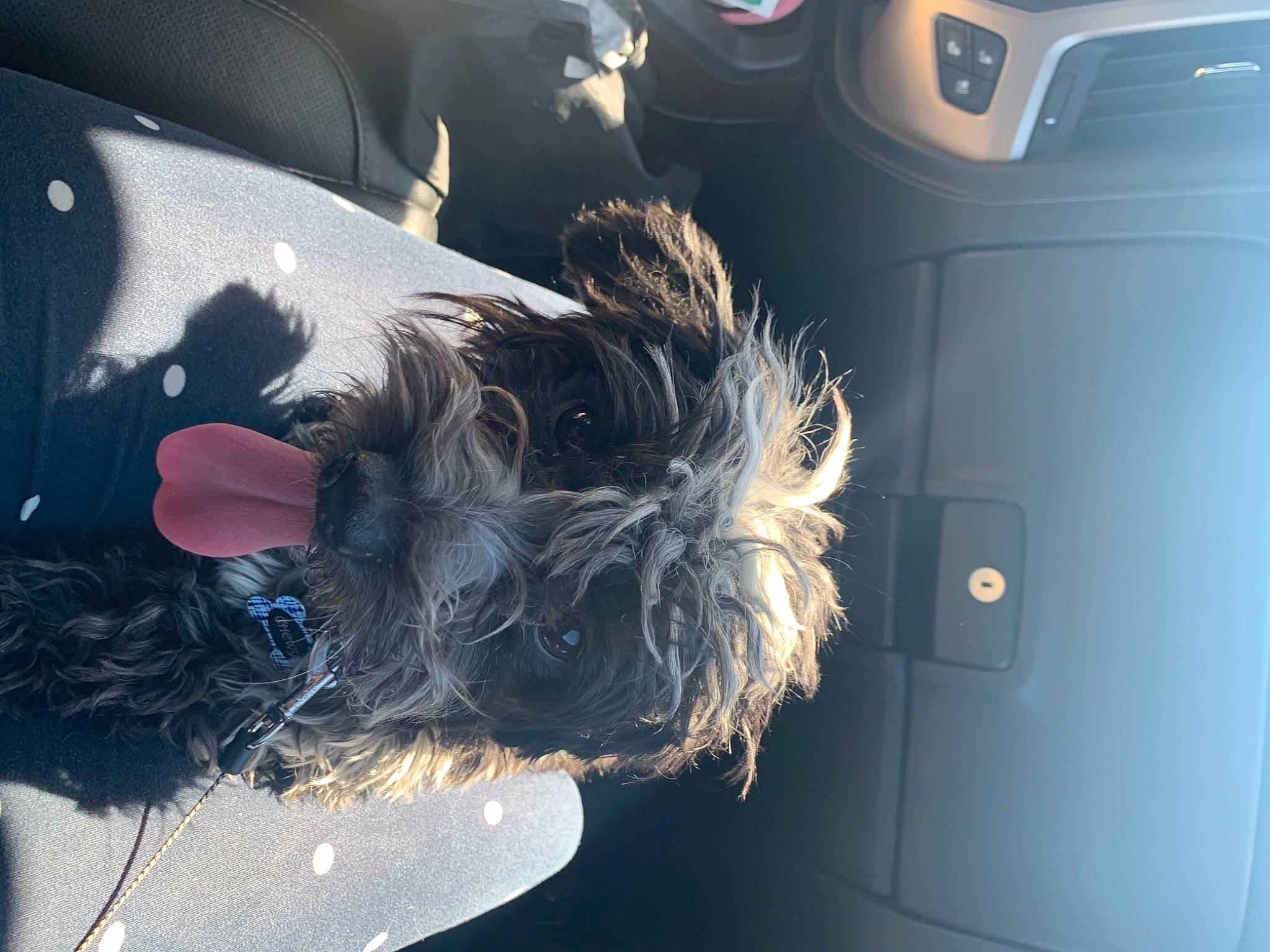 Chewy joined the competition — help win amazing prizes! auto_part, automotive_design, automotive_exterior, automotive_lighting, automotive_tire, automotive_window_part, electric_blue, eyewear, family_car, feather, fur, glass, hood, luxury_vehicle, motor_vehicle, personal_luxury_car, tail, vehicle_door, windshield, wing