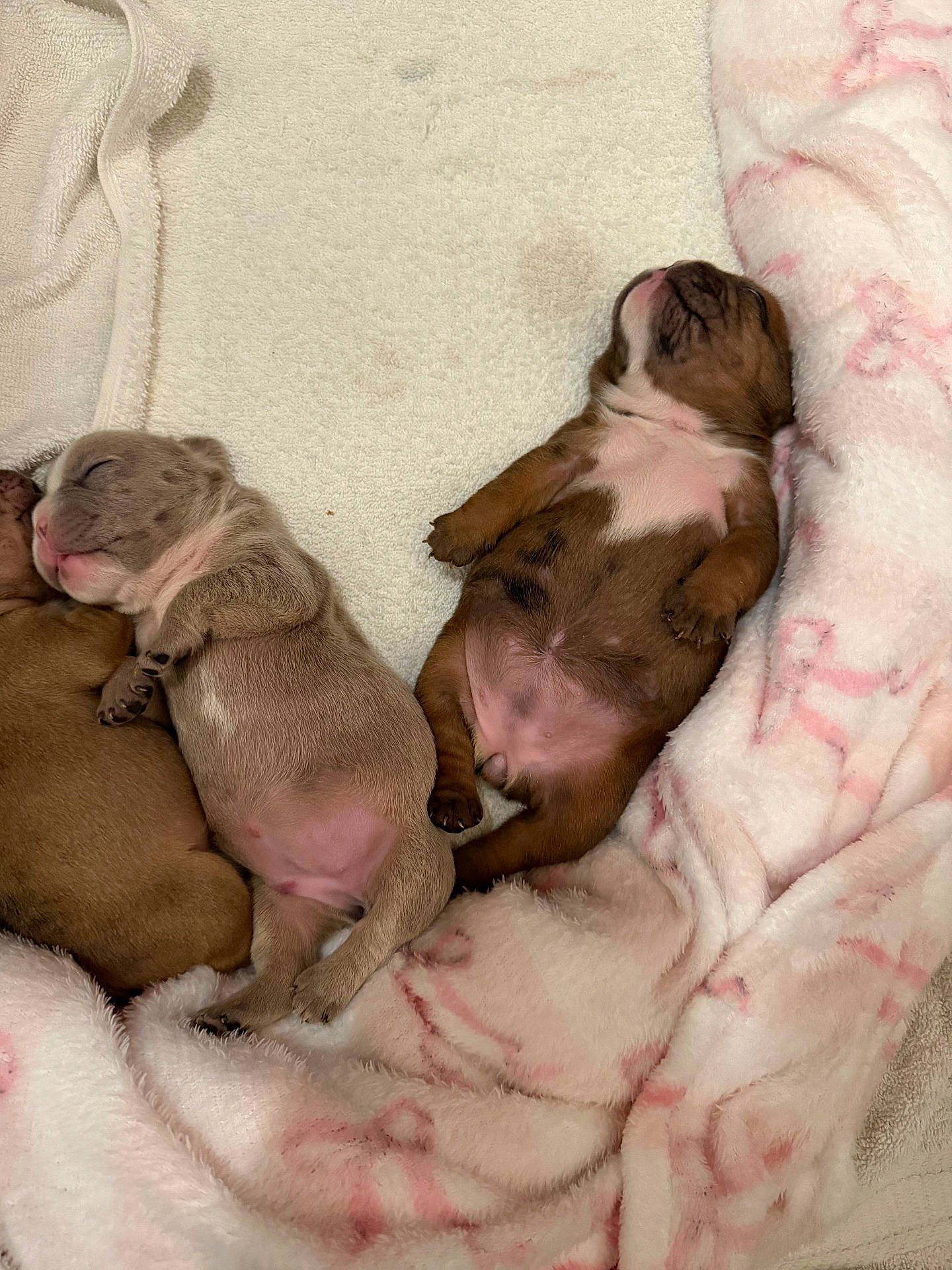 Biggie joined the competition — help win amazing prizes! adorable, animal, blanket, brown, companion, cozy, cute, fur, indoors, newborn, paws, peaceful, pet, pink_belly, puppies, resting, sleeping, snuggling, soft, tiny