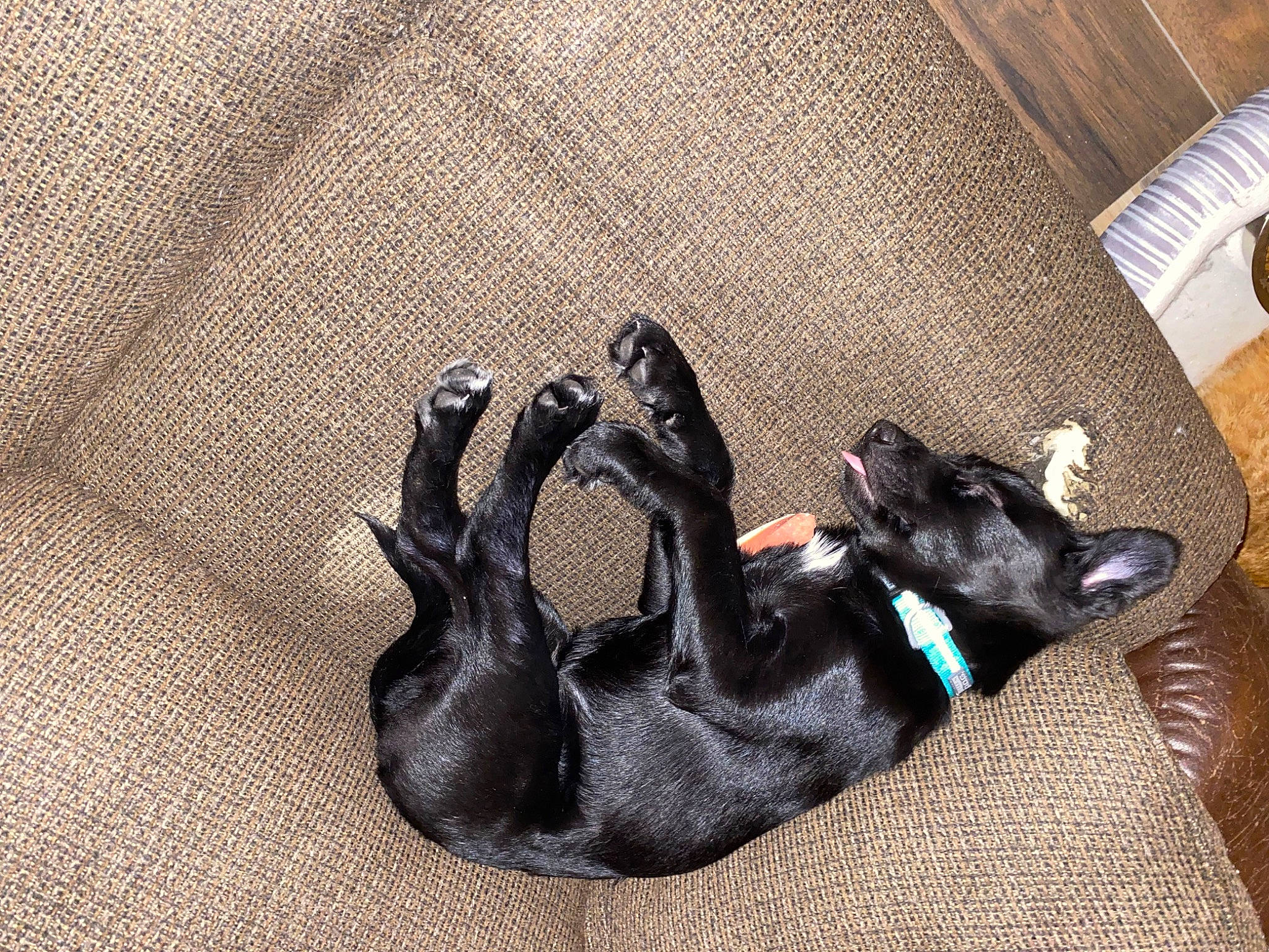 Bear is registered to the contest to win money with this photo: black_cat, canidae, carnivore, comfort, companion_dog, dog, dog_breed, dog_supply, fawn, felidae, flooring, grey, guard_dog, paw, small_to_medium_sized_cats, sporting_group, tail, whiskers, wood, working_animal