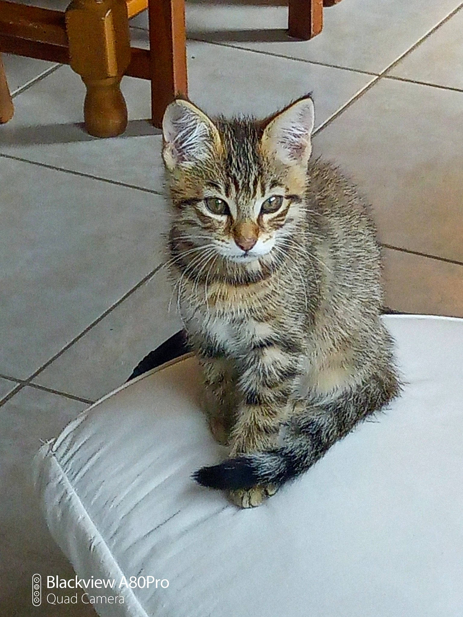 Nala participe au concours pour gagner de l'argent avec cette photo : carnivore, cat, claw, comfort, domestic_short_haired_cat, door, felidae, flooring, fur, grey, hardwood, metal, paw, small_to_medium_sized_cats, snout, tail, terrestrial_animal, whiskers, window, wood