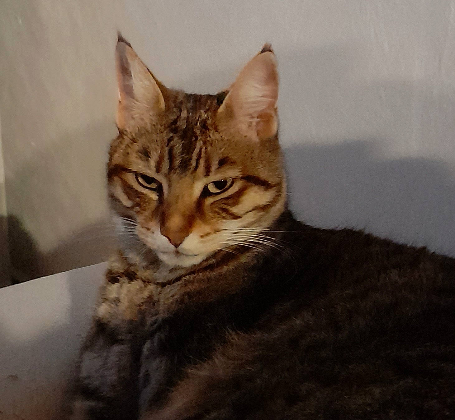 Nala participe au concours pour gagner de l'argent avec cette photo : carnivore, cat, domestic_short_haired_cat, felidae, fur, paw, small_to_medium_sized_cats, snout, tail, terrestrial_animal, tree, whiskers, wildlife, window