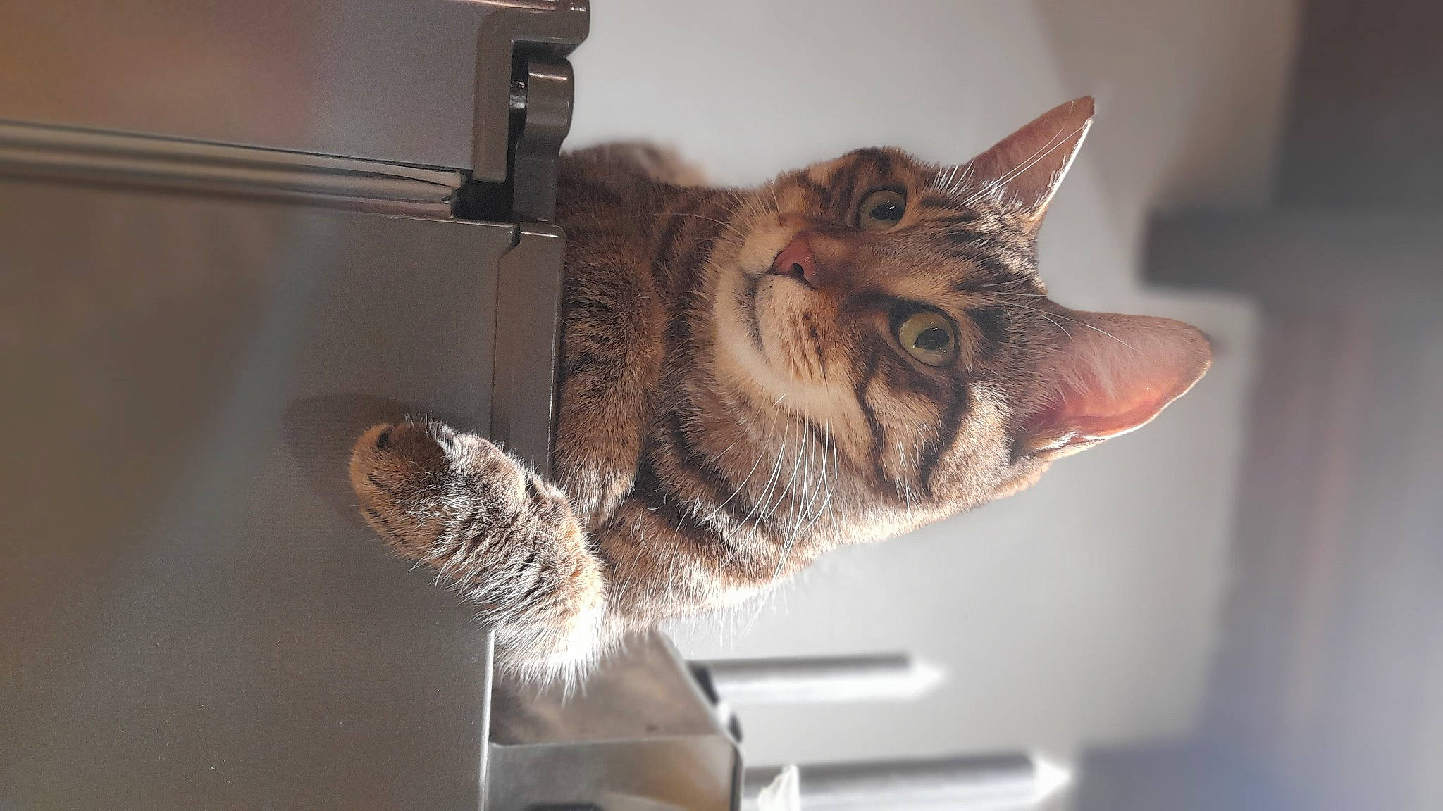 Nala participe au concours pour gagner de l'argent avec cette photo : carnivore, cat, claw, domestic_short_haired_cat, felidae, fur, paw, room, small_to_medium_sized_cats, snout, tail, whiskers