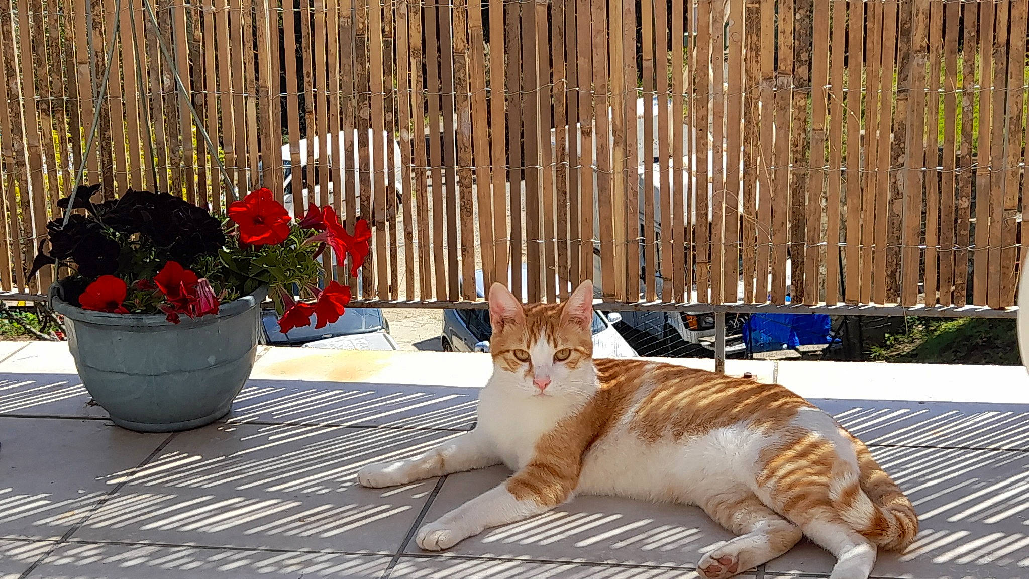 Tig participe au concours pour gagner de l'argent avec cette photo : carnivore, cat, companion_dog, domestic_short_haired_cat, fawn, felidae, fence, flowerpot, fur, grass, home_fencing, houseplant, leisure, outdoor_furniture, plant, sitting, small_to_medium_sized_cats, tail, whiskers, wood